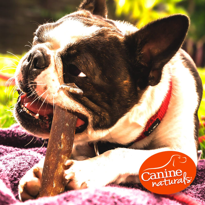 Canine Naturals Peanut Butter Chew - 100% Rawhide Free Dog Treats - Made with Real Peanut Butter - All-Natural and Easily Digestible - 25 Pack of 2.5" Mini Rolls for Dogs Under 20lb