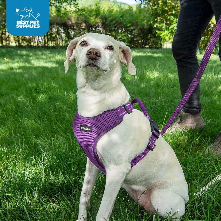 Air Frontier Mesh Dog Harness with and Reflective Dog Leash Set, Reflective Stitching, and Lightweight Breathable No-Pull Design, Adjustable Neck and Chest Straps for Small to Large Breeds - BUW, XL