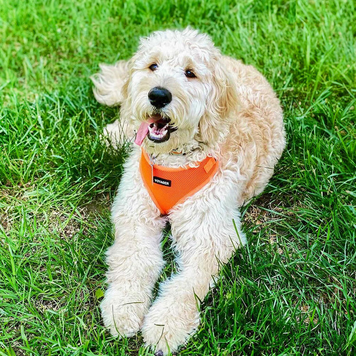 Voyager Step-in Lock Pet Harness - All Weather Mesh, Adjustable Step in Harness for Cats and Dogs by Best Pet Supplies - Orange, L Harness (Orange) L (Chest: 20 - 25")