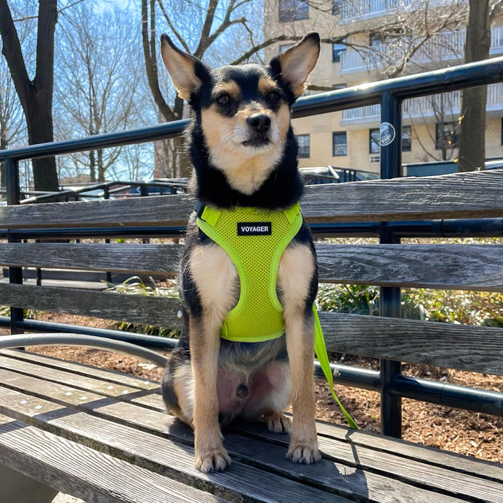 Voyager Step-in Lock Pet Harness - All Weather Mesh, Adjustable Step in Harness for Cats and Dogs by Best Pet Supplies - Lime Green, XS Harness (Lime Green) XS (Chest: 13 - 16" * Fit Cats)