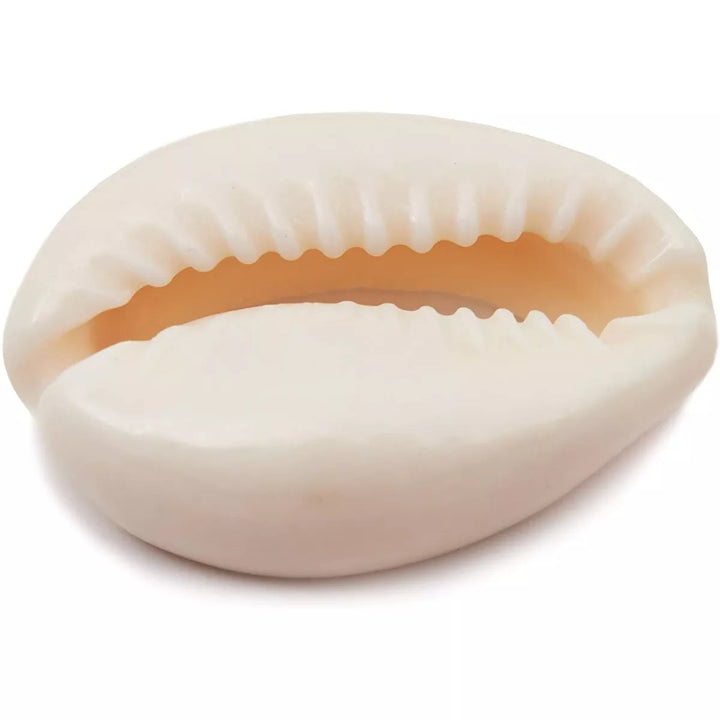 Juvale Cowrie Sea Shells for Jewelry Making, DIY Crafts (150 Count)