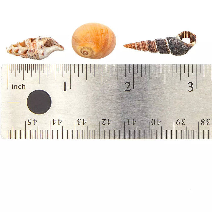 Juvale Tiny Craft Spiral Seashells for DIY Crafts, Home Decor (0.4-1 Inches, 180 Grams)