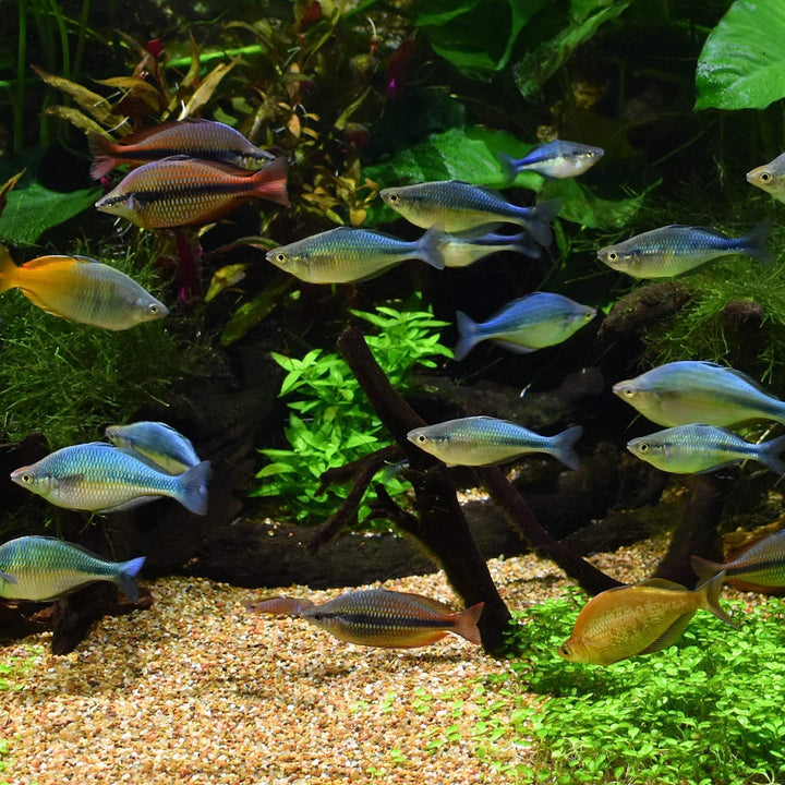 Seachem Pristine Aquarium Treatment, 250ml, Model Number: 67112410