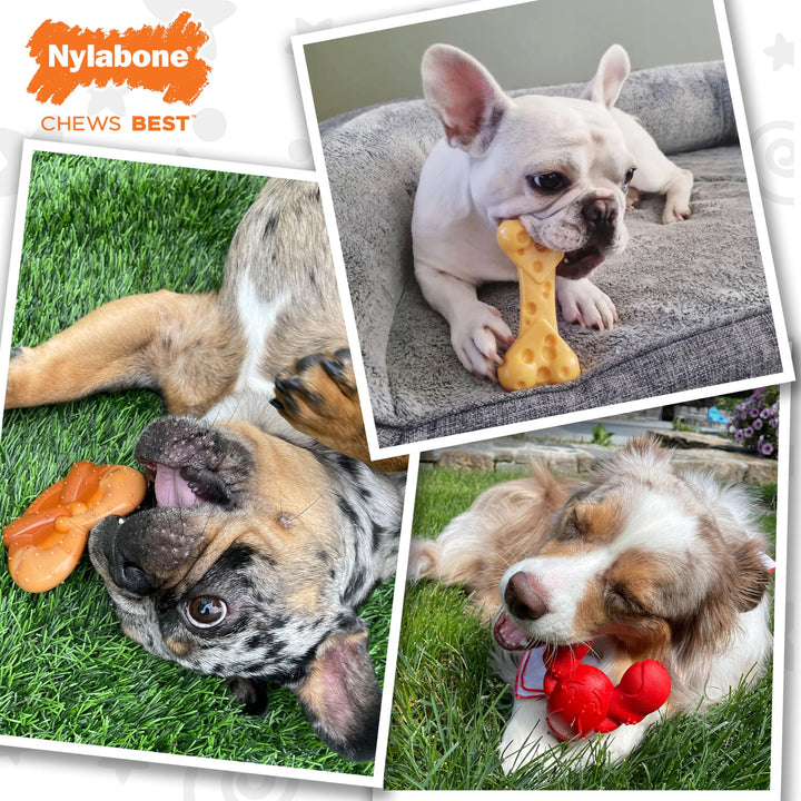 NYLABONE Power Chew Dog Toy Pack - Cute Dog Toys for Aggressive Chewers - with a Funny Twist! Tough Dog Toys - Durable Dog Toys - Lobster, Cheese, and Pretzel Shapes, Small/Regular (3 Count)