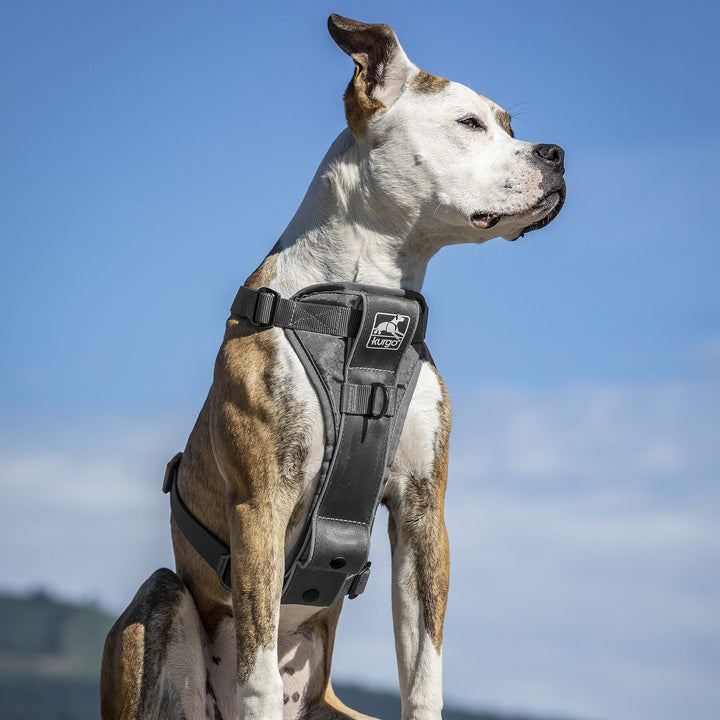 Kurgo Tru-Fit Quick Release Dog Harness - Durable, Everyday Harness for Dogs - Hiking, Walking, Running - Reflective, Quick Release Buckles - Includes Pet Seatbelt - No Pull Training - Gray, XL Grey X-Large
