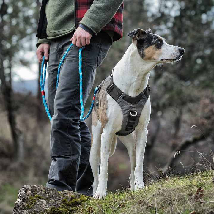 Kurgo Dog Harness for Large, & Small Active Dogs, Pet Hiking Harness for Running & Walking, Everyday Harnesses for Pets, Reflective, Journey Air (Black, Medium), Black/Gray (K01944)