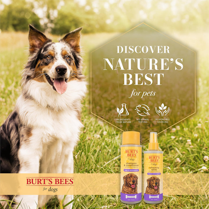 Burt's Bees for Pets Natural Deodorizing Spray for Dogs with Lemongrass and Sage | Eliminates Dog Odors | pH Balanced for Dogs, Free from Sulfated, Colorants, and Parabens - Made in USA Sage & Lemongrass 8 Fl Oz (Pack of 1)