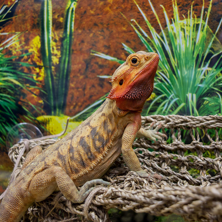 Penn-Plax Reptology Lizard Lounger Corner Triangle with Ladder– 100% Natural Seagrass Fiber – Great for Bearded Dragons, Anoles, Geckos, and Other Reptiles – Large