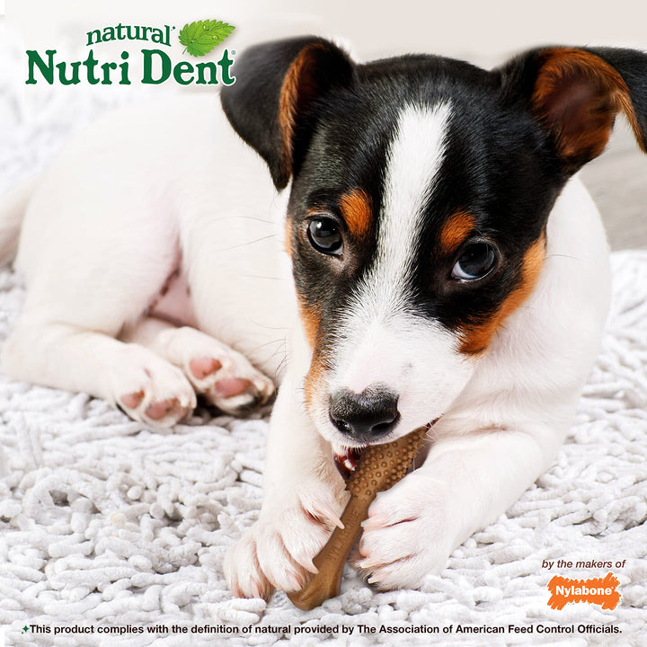 Nylabone Nutri Dent Filet Mignon Dog Dental Chews Small - 10 lbs. to 15 Ibs.