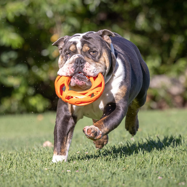 Chuckit Air Fetch Wheel Doy Toy, Orange