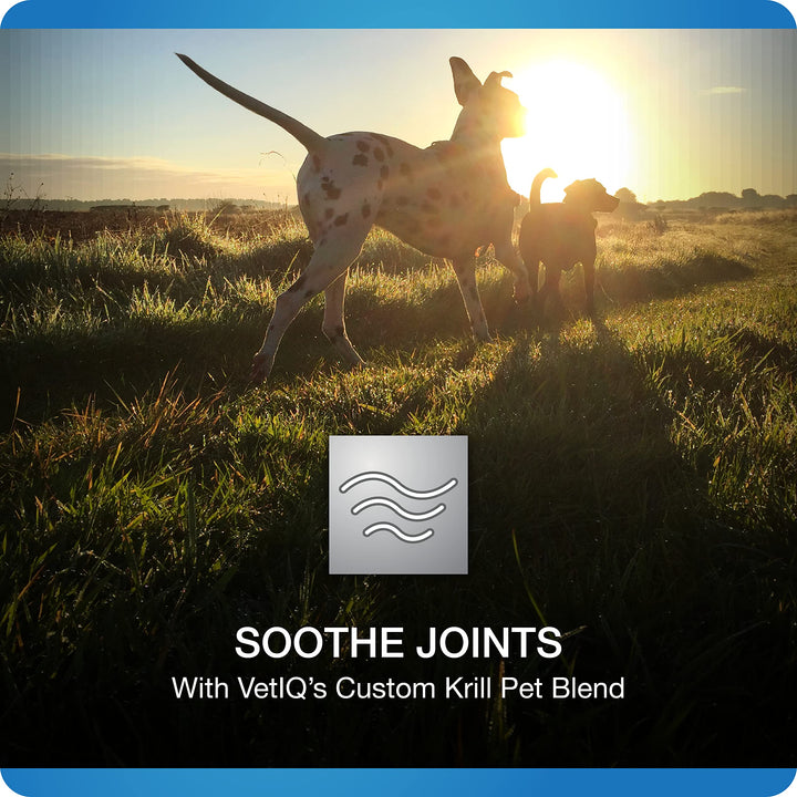 VetIQ Advanced Hip & Joint Chews For Dogs, 60 Count, Chicken Flavored Supplements Made with Glucosamine, Omega 3’s, Chondroitin, MSM, and Green Lipped Mussel, Increases Mobility and Maintains Muscles Advanced Strength 7.4 Ounce (Pack of 1)