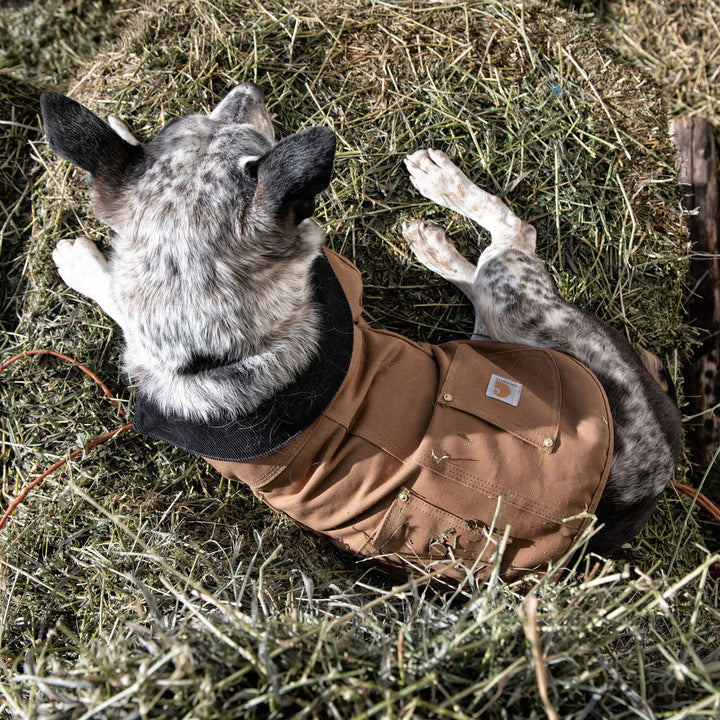 Carhartt Firm Duck Insulated Dog Chore Coat Army Green/Brass , Large