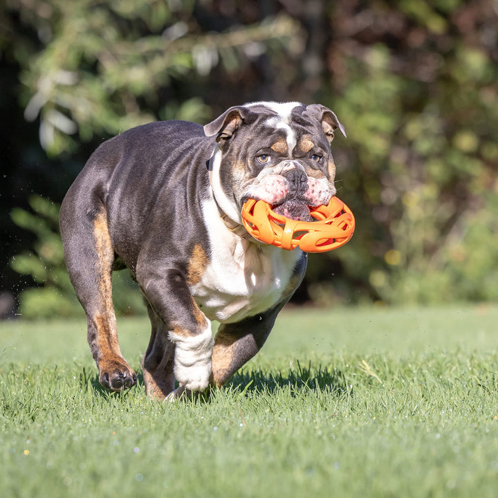 Chuckit Air Fetch Wheel Doy Toy, Orange