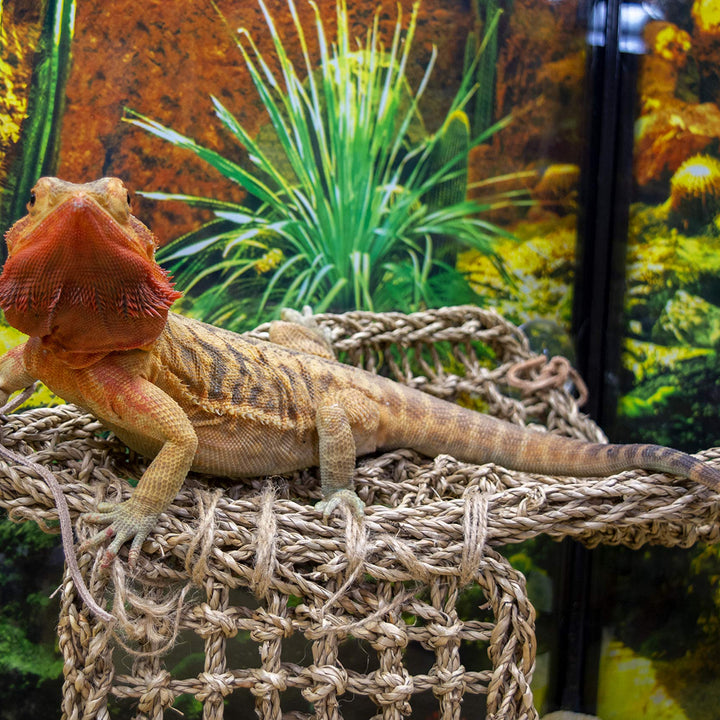 Penn-Plax Reptology Lizard Lounger Corner Triangle with Ladder– 100% Natural Seagrass Fiber – Great for Bearded Dragons, Anoles, Geckos, and Other Reptiles – Large