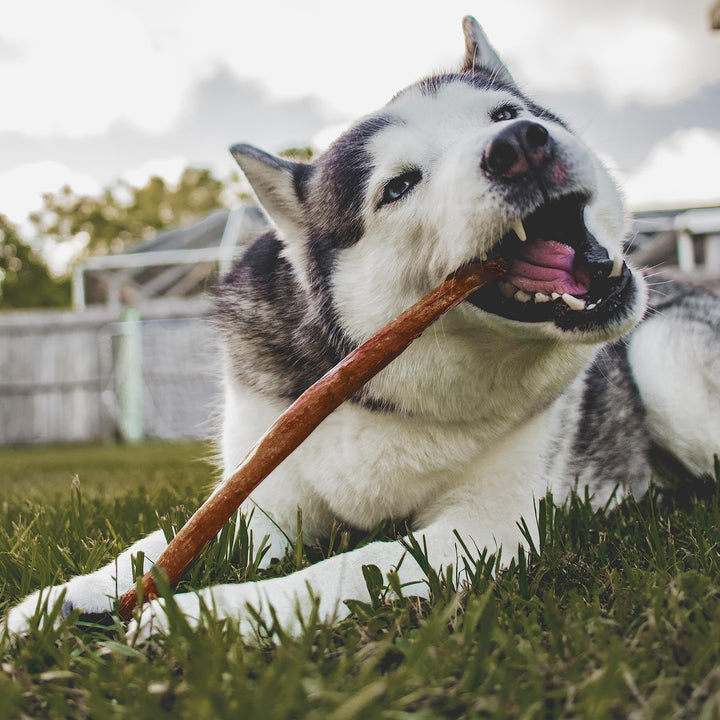 Cadet Bully Hide Sticks for Dogs - All-Natural Bully Stick & Beef Hide Dog Chews - Long Lasting Bully Sticks Alternative Made with 2 Ingredients - Dog Chews for Aggressive Chewers, Large (7 Count) 7 Count