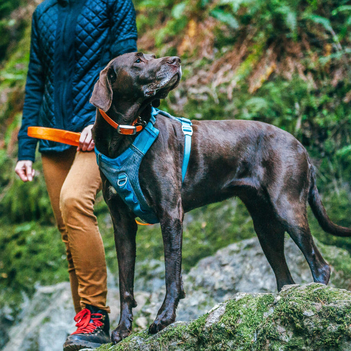 Kurgo Dog Harness for Large, & Small Active Dogs, Pet Hiking Harness for Running & Walking, Everyday Harnesses for Pets, Reflective, Journey Air, Red/Grey 2018, Medium