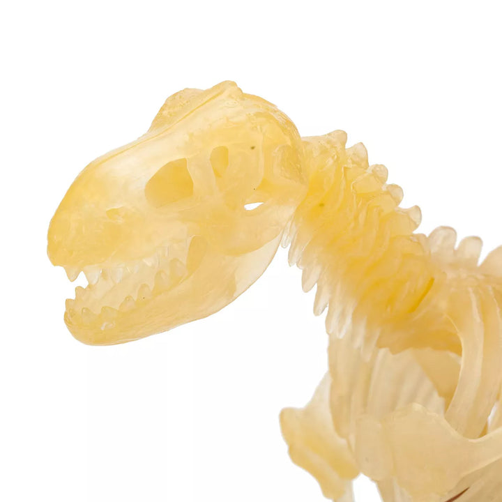 Eastcolight 36013 3D Tyrannosaurus Model Kit, DIY Dinosaur Skeleton Assembly Toys, Fluorescence Educational Science Steam Toy