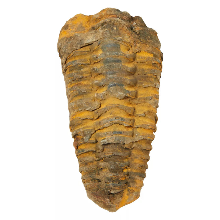 Okuna Outpost Natural Trilobite Bone Replica from Morocco, Extinct Arthropod Replica, 3-4 In